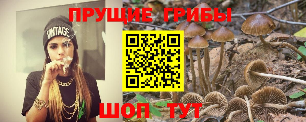 Галлюциногенные грибы Psilocybine cubensis Чехов